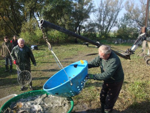 Dne 13.10.2018 skončily podzimní výlovy výlovem Svárovského rybníka 43  