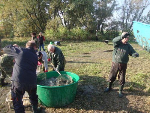 Dne 13.10.2018 skončily podzimní výlovy výlovem Svárovského rybníka 45  