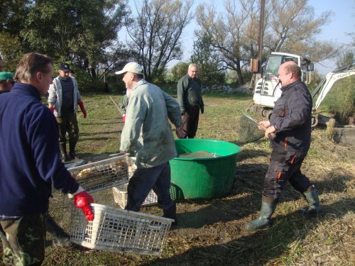 Dne 13.10.2018 skončily podzimní výlovy výlovem Svárovského rybníka 40  