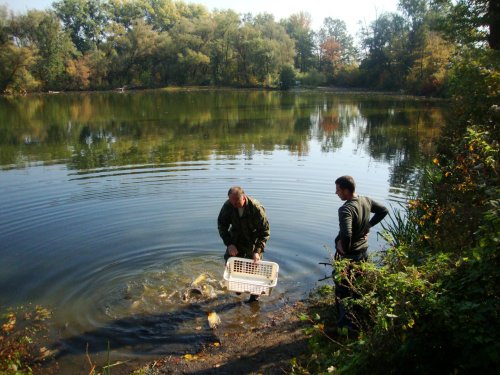 Dne 13.10.2018 skončily podzimní výlovy výlovem Svárovského rybníka 7  