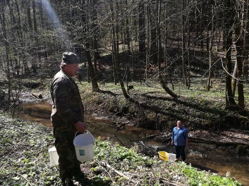 Vysazování rychleného plůdku do chovných potoků, vodotečí a kapilár 5  