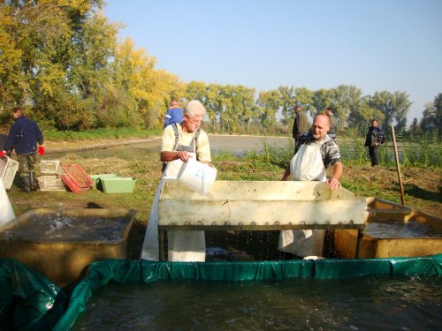 Dne 13.10.2018 skončily podzimní výlovy výlovem Svárovského rybníka 46  