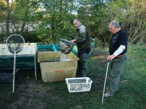 Dne 13.10.2018 skončily podzimní výlovy výlovem Svárovského rybníka 29  