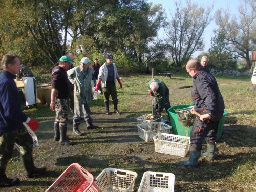 Dne 13.10.2018 skončily podzimní výlovy výlovem Svárovského rybníka 41  