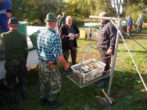 Dne 13.10.2018 skončily podzimní výlovy výlovem Svárovského rybníka 58  